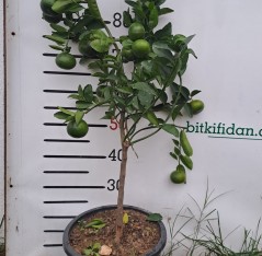4 Yaş Tam Bodur Satsuma Mandalina Fidanı (üzeri Meyveli)