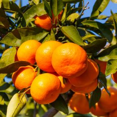 4 YAŞ TAM BODUR SATSUMA MANDALİNA FİDANI (ÜZERİ MEYVELİ)