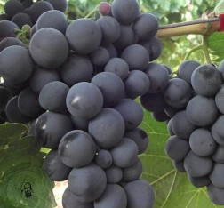 4 Yaş Alphonse Lavella Siyah Üzüm Fidanı
