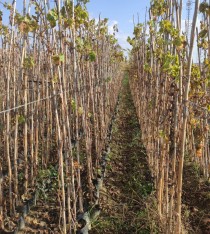 4 Yaş Alphonse Lavella Siyah Üzüm Fidanı