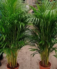 4 Yaş Areca Palmiyesi-dypsis Lutescens 160-180 Cm