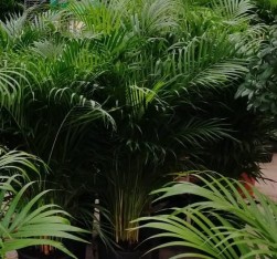 4 Yaş Areca Palmiyesi-dypsis Lutescens 160-180 Cm