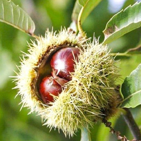 4 Yaş Aşılı Hacı Ömer Kestane Fidanı