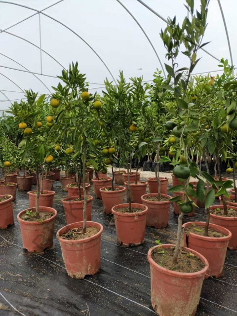 5 Yaş Aşılı Satsuma Mandalina Fidanı