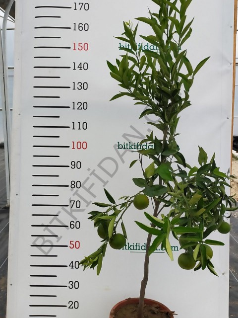 5 Yaş Aşılı Satsuma Mandalina Fidanı