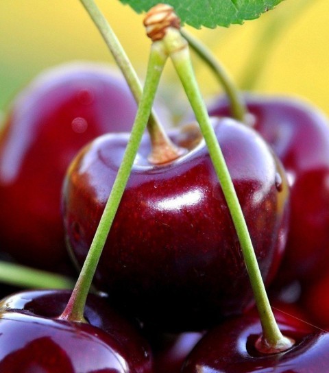 4 Yaş Aşılı Z 900 Kiraz Fidanı