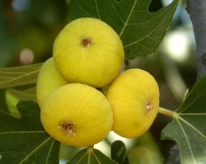 4 Yaş Bursa Beyaz İncir