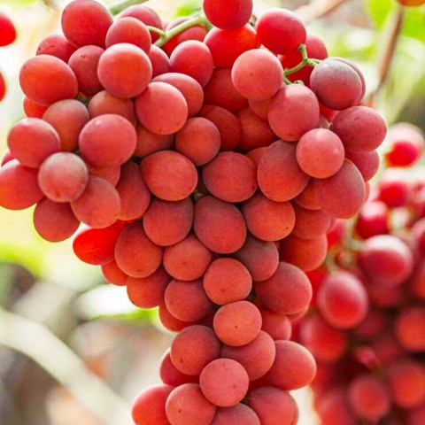 4 Yaş Crimson Seedles Üzüm Fidanı