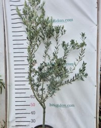 4 Yaş Gemlik Zeytin Fidanı