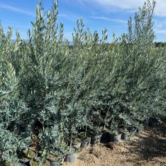 4 Yaş Gemlik Zeytin Fidanı