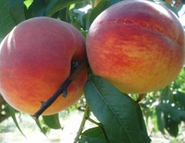 4 Yaş Hale Şeftali