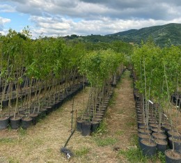 4 Yaş Hale Şeftali