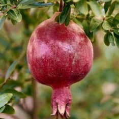 4 Yaş Hicaz Nar Fidanı