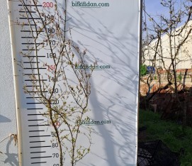 4 Yaş Hicaz Nar Fidanı