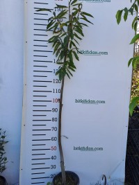 4 Yaş Maraval Kestane Fidanı