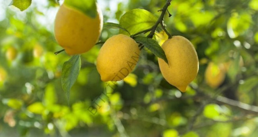 4 Yaş Mayer Yediveren Limon