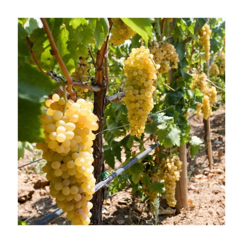 4 Yaş Mevlana Üzüm Fidanı