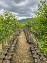 4 Yaş Starkrimson Elma  Fidanı