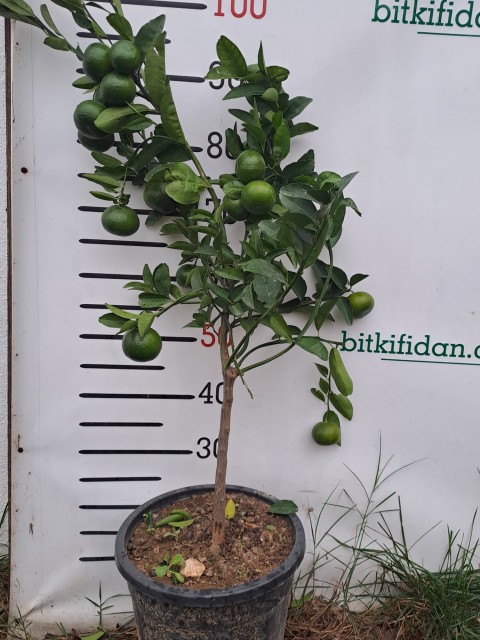 4 Yaş Tam Bodur Satsuma Mandalina Fidanı(üzeri meyveli)