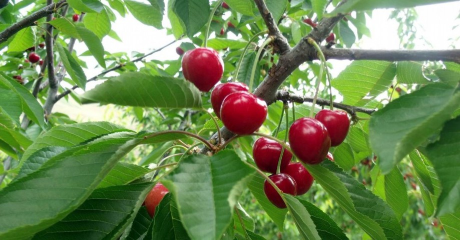 4 Yaş Yarımca (early Burlat) Kiraz Fidanı