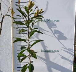 4 Yaş Yeni Dünya Malta Eriği Fidanı