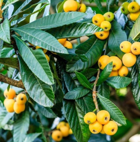 4 Yaş Yeni Dünya Malta Eriği Fidanı