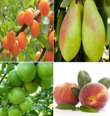 4 'lü Açık Kök Hobi Bahçesi Meyve  Fidan Paketi