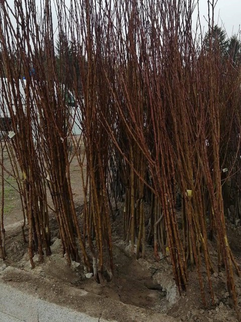 4 'lü Açık Kök Hobi Bahçesi Meyve  Fidan Paketi