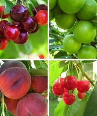 4 'lü Hobi Bahçesi Meyve Fidanı Paketi