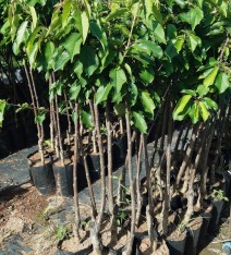 4 'lü Hobi Bahçesi Meyve Fidanı Paketi