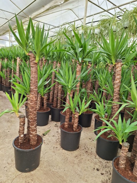 4 yaş 3'lü Yucca Çiçeği-120-150 cm