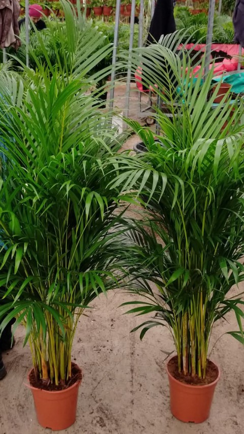 4 yaş Areca Palmiyesi-Dypsis Lutescens 160-180 cm