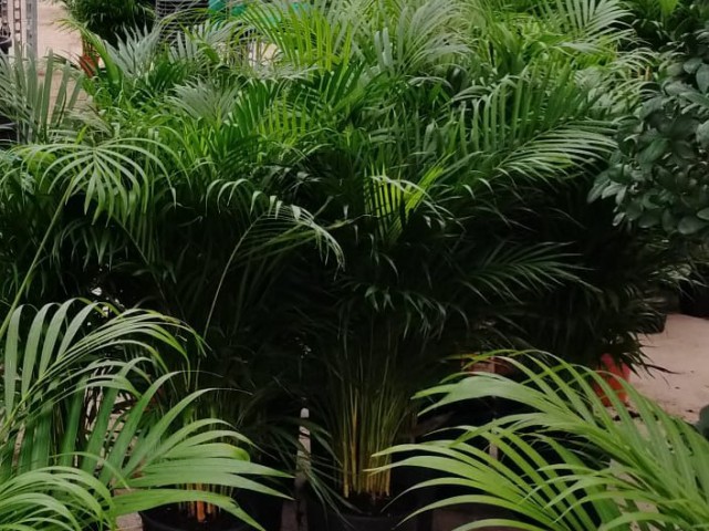 4 yaş Areca Palmiyesi-Dypsis Lutescens 160-180 cm