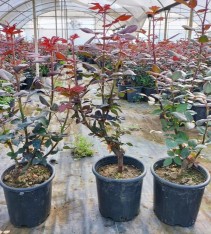 4'lü Aşılı Yerli Gül Paketi