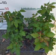 4'lü Aşılı Yerli Gül Paketi