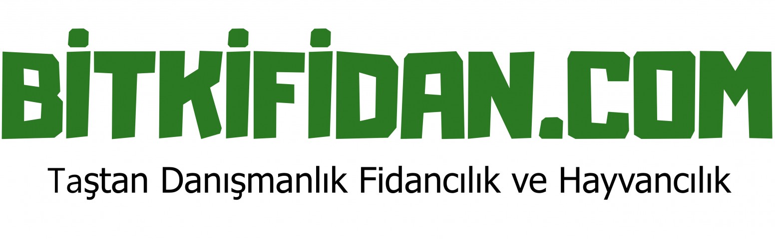 4'lü Üzümsü Meyve Fidanı Paketi