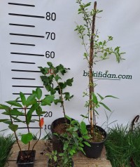 4'lü Üzümsü Meyve Fidanı Paketi