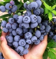 4'lü Yaban Mersini Fidanı Paketi