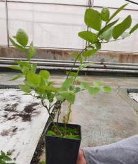 4'lü Yaban Mersini Fidanı Paketi