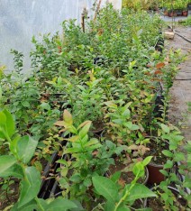 4'lü Yaban Mersini Fidanı Paketi