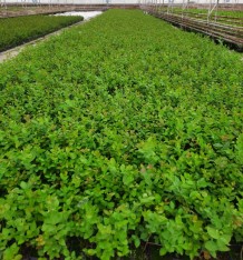 4'lü Yaban Mersini Fidanı Paketi