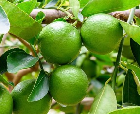 5 YAŞ AŞILI MEXİAN LİME (YEŞİL LİMON ) FİDANI
