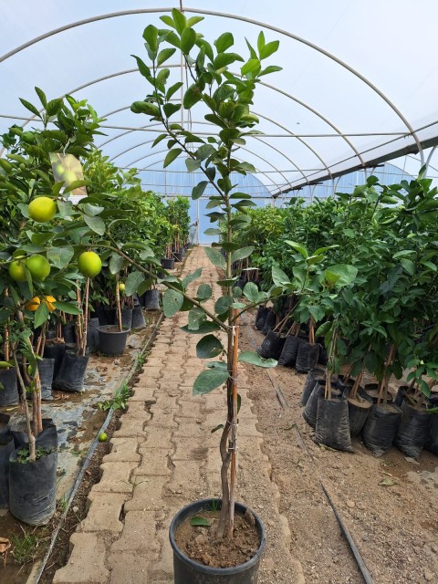 5 Yaş Aşılı Mexian Lime ( Yeşil Limon) Fidanı