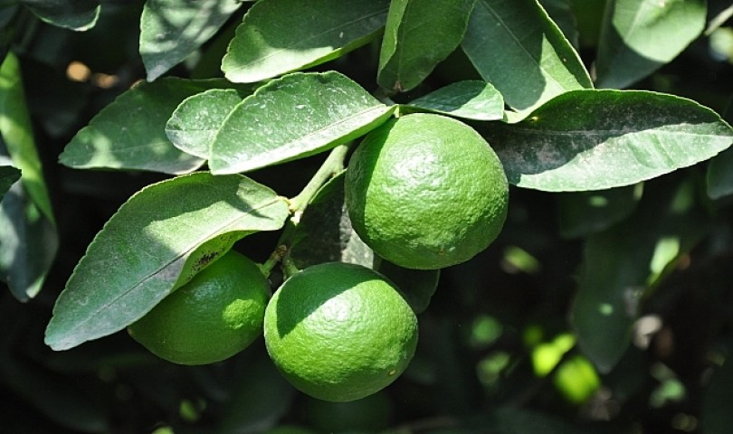 5 Yaş Aşılı Mexian Lime ( Yeşil Limon) Fidanı
