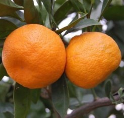 5 Yaş Aşılı Satsuma Mandalina Fidanı