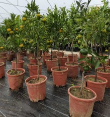 5 Yaş Aşılı Satsuma Mandalina Fidanı