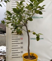 5 Yaş Aşılı Yediveren Mayer Limon Fidanı-üzeri Meyveli