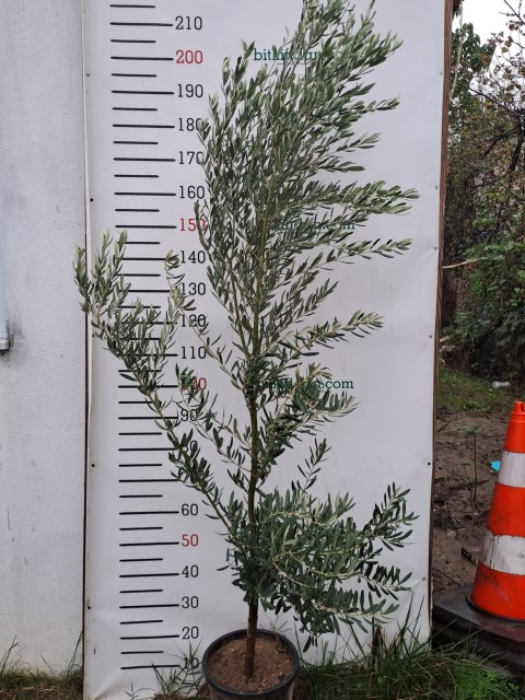 5 Yaş Gemlik Zeytin Fidanı