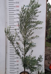 5 Yaş Gemlik Zeytin Fidanı