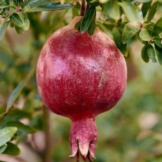 5 Yaş Hicaz Nar Fidanı -180 Cm +